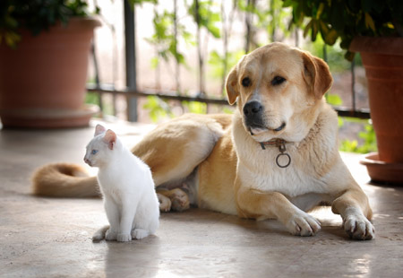 omaha puppy kitten care