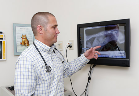 omaha, ne pet xrays