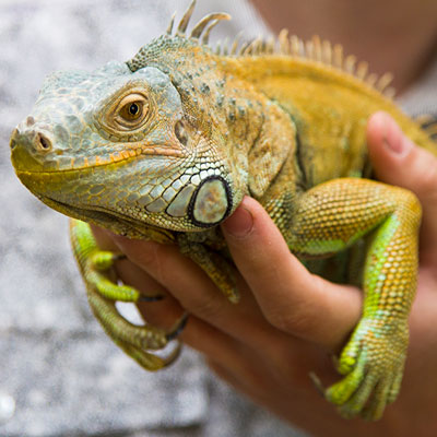 Omaha Exotic Pet Care