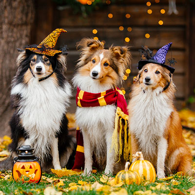 Safely Celebrate Halloween with Your Pets