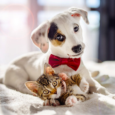 Vaccinations Are Essential for Puppies and Kittens