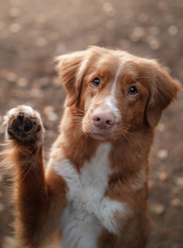 omaha, ne pet vaccinations