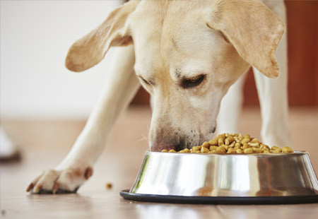pet nutritional counseling in omaha
