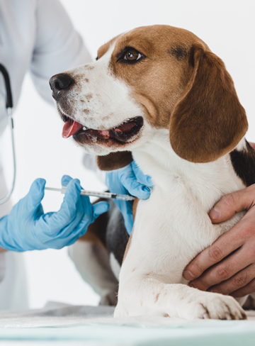 omaha, ne pet vaccinations